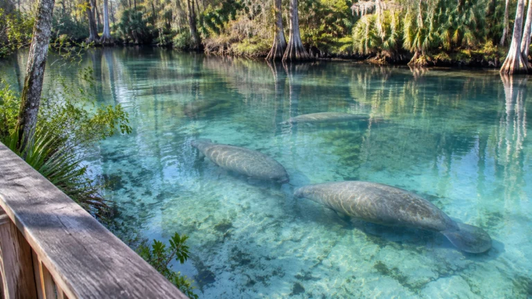 Manatee Season in Florida: The Blue Spring Day Trip From Flagler Beach You’ll Want to Book Now